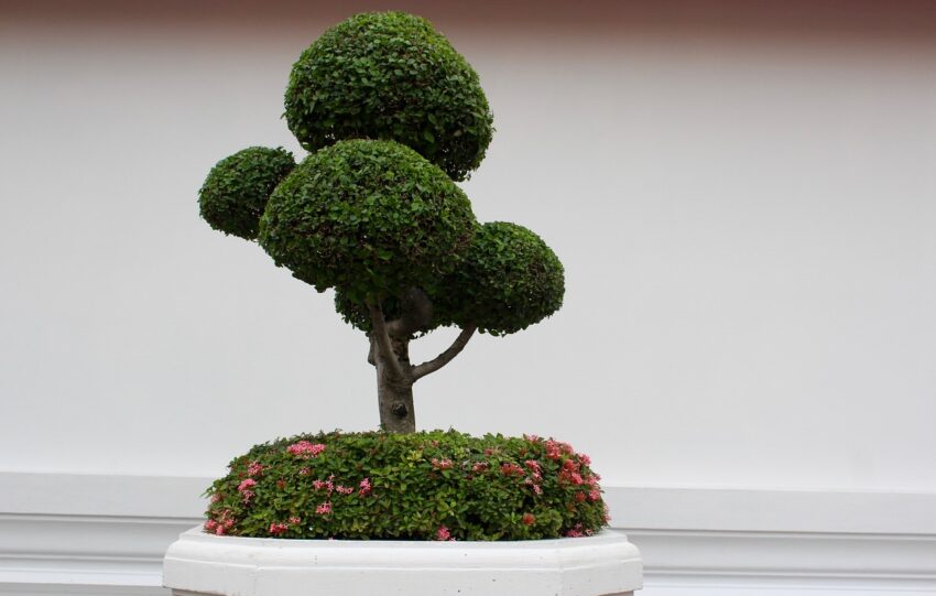 bonsai-19.jpg