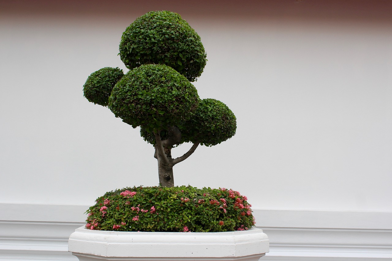 bonsai-19.jpg